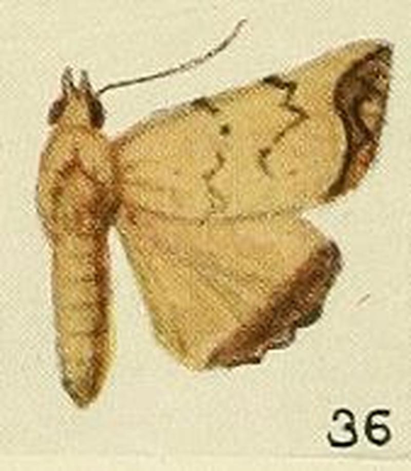 36-(Athetis) Bocula horus (Fawcett, 1916)