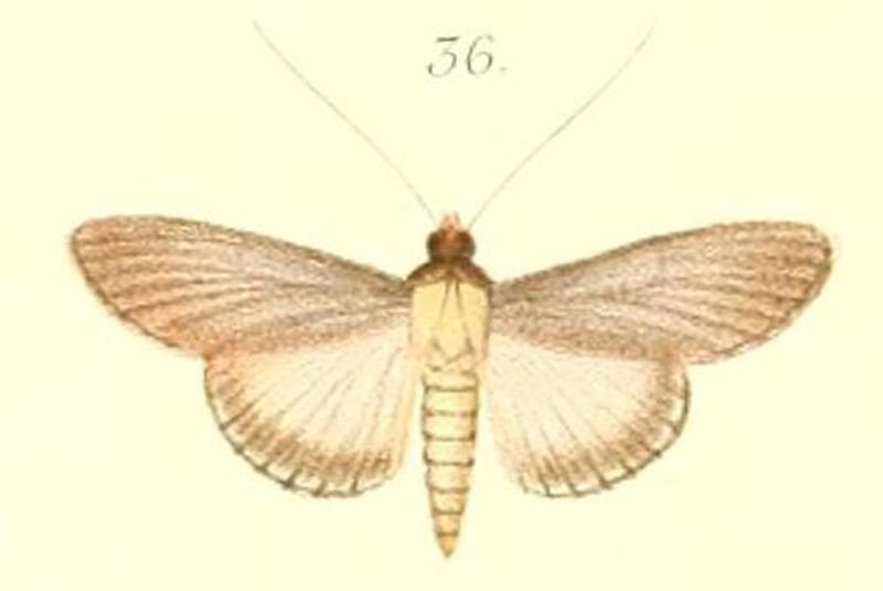 36-Dracaenura versicolor=Caprinia versicolor (Pagenstecher, 1900)