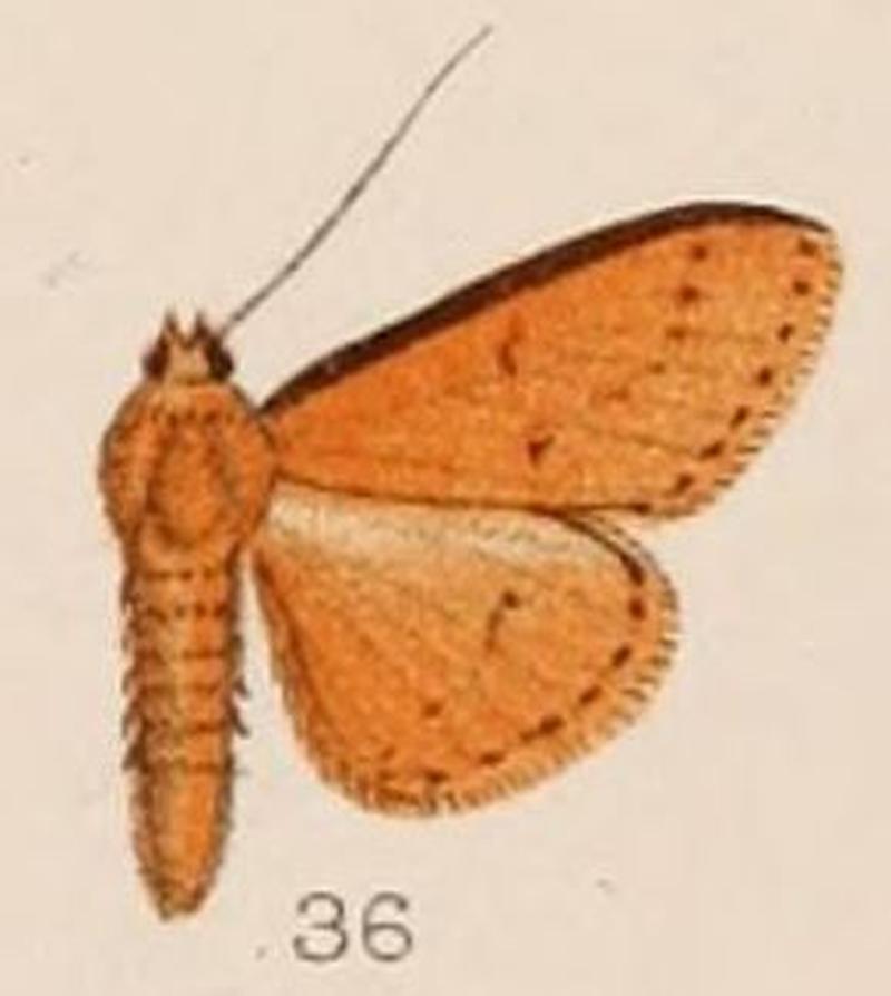 36-Nacoleia nigricostalis=Lamprosema nigricostalis (Hampson, 1908)