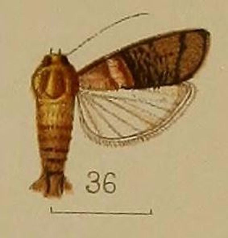 36-Nephopteryx rhodobasalis Hampson, 1912