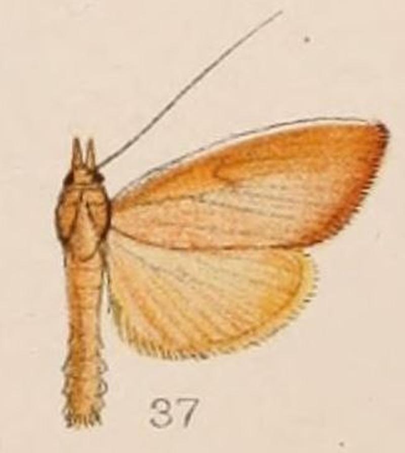 37-Calamochrous sarcalis Hampson 1908