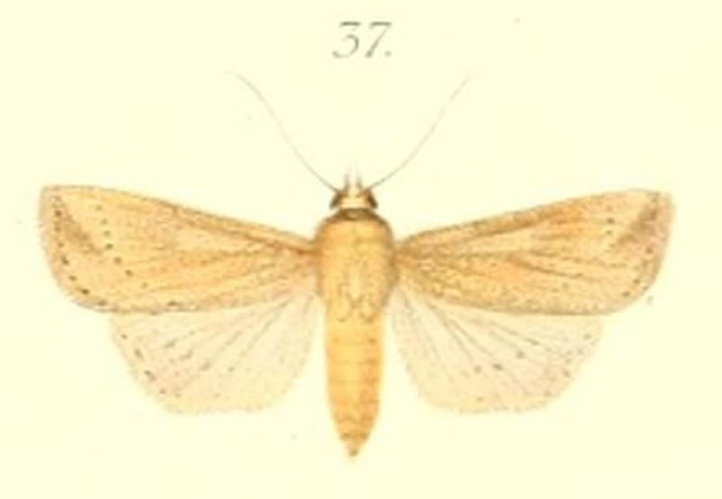 37-Leucania semicana=Mythimna semicana (Pagenstecher, 1900)