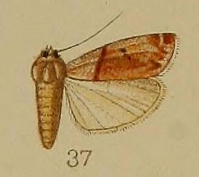 37-Thermopteryx rubrifusa Hampson, 1912