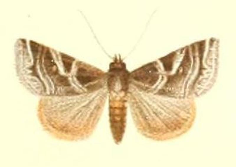 38-Callopistria insularis Butler, 1882