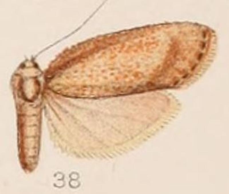 38-Melissoblaptes vinotincta=Aphomia vinotincta (Hampson, 1908)