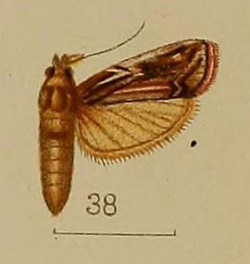 38-Spatulipalpia albistrialis Hampson, 1912
