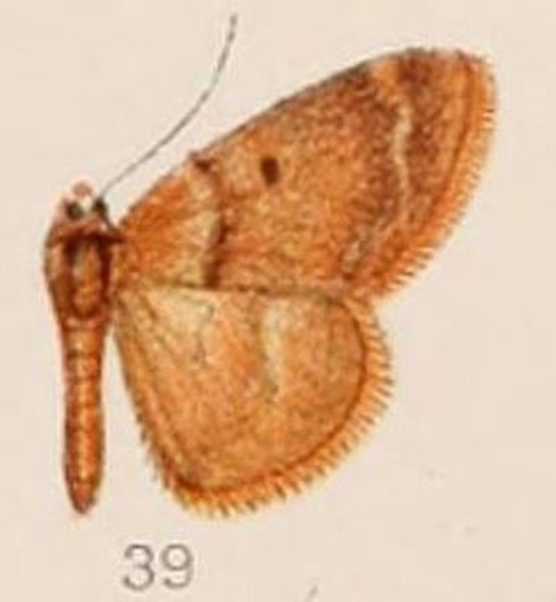 39-Acidalia phaenicearia=Rhodostrophia cuprinaria (Christoph 1876)