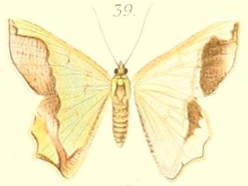 39-Agathia benedicta=Agathiopsis maculata Warren, 1896