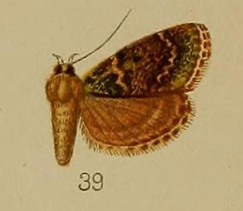 39-Lepidogma chlorophilalis Hampson, 1912