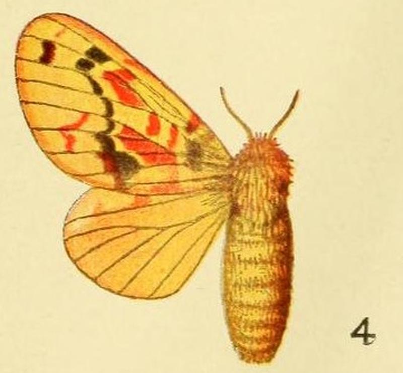 4-Chrysopsyche lamani Aurivillius, 1906