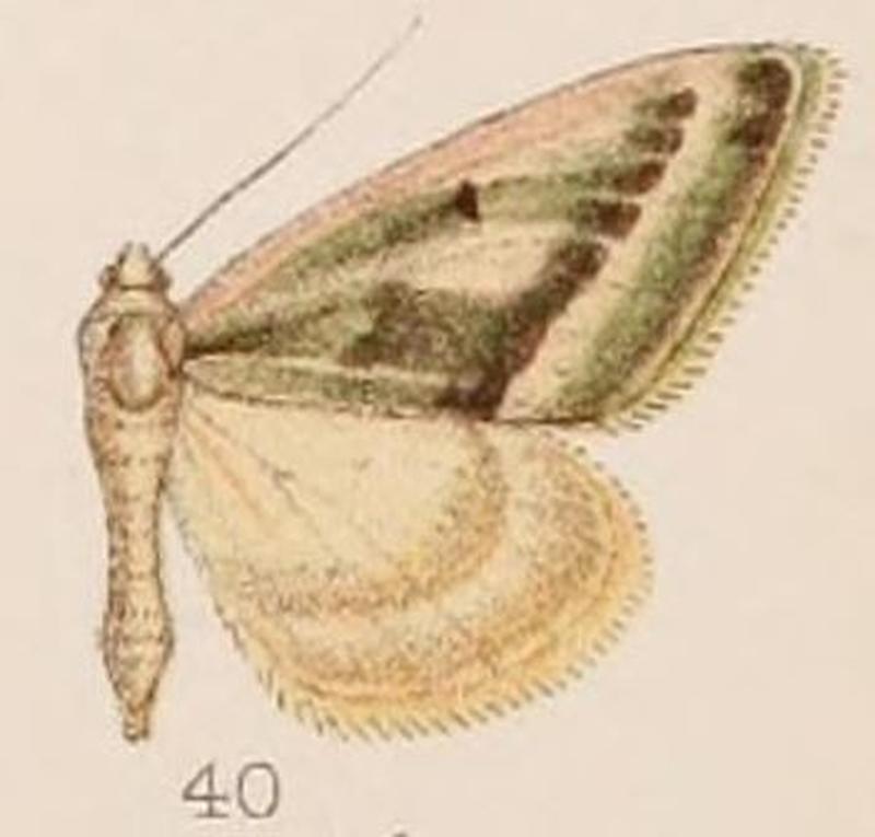 40-Dysethia glaucofusa=Rhodostrophia glaucofusa (Hampson 1907)