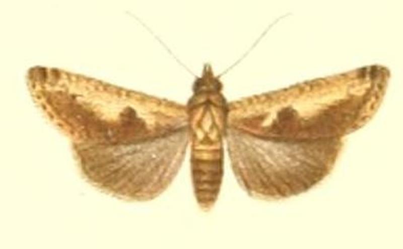 40-Lophoptera albicans=Gyrtona albicans (Pagenstecher 1900)