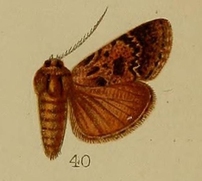 40-Macalla eumictalis Hampson, 1912