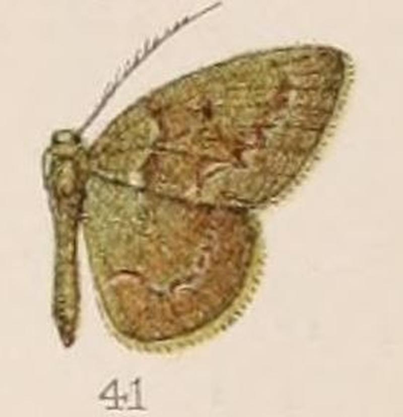 41-Euchloris albidentula=Pseudiodis albidentula (Hampson 1907)