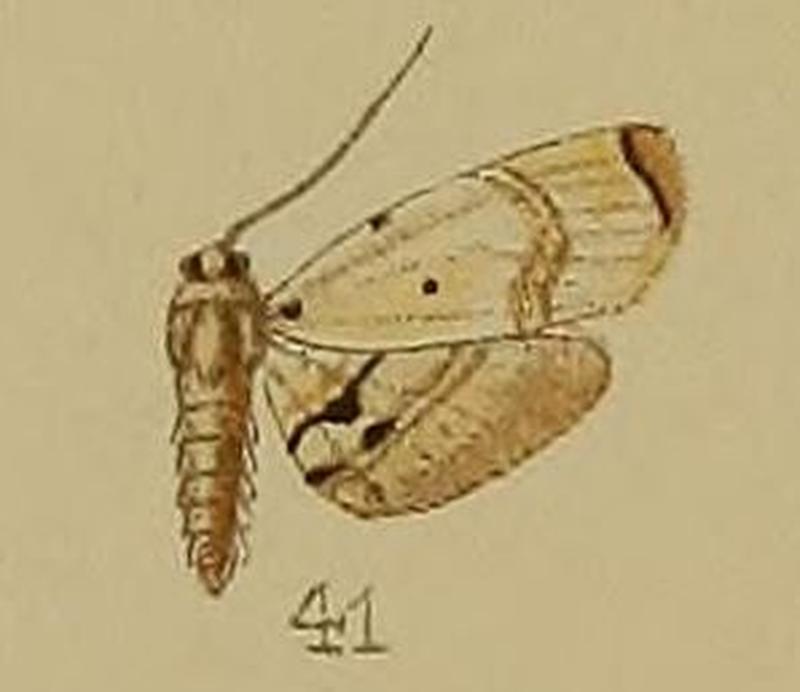 41-Trichophysetis umbrifusalis Hampson 1912