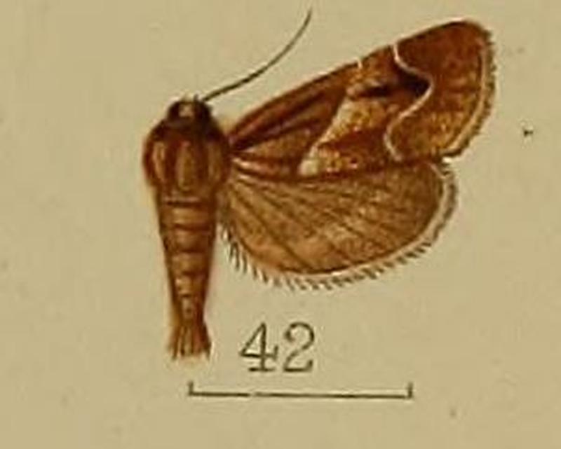 42-Bostra mesoleucalis Hampson, 1912