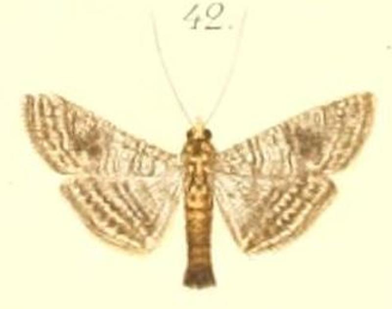 42-Glyphodes pulverulentalis Hampson, 1896