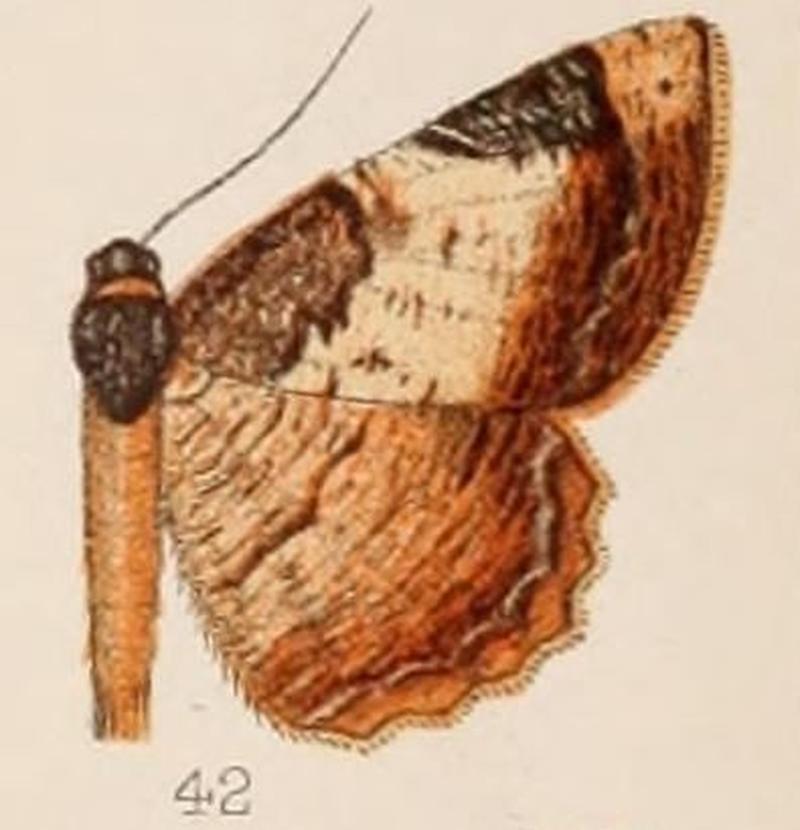 42-Hypephyra cyanosticta=Cassephyra cyanosticta (Hampson 1907)