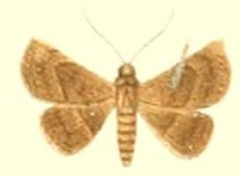 43-Eublemma lurida=Autoba abrupta (Walker, 1865)