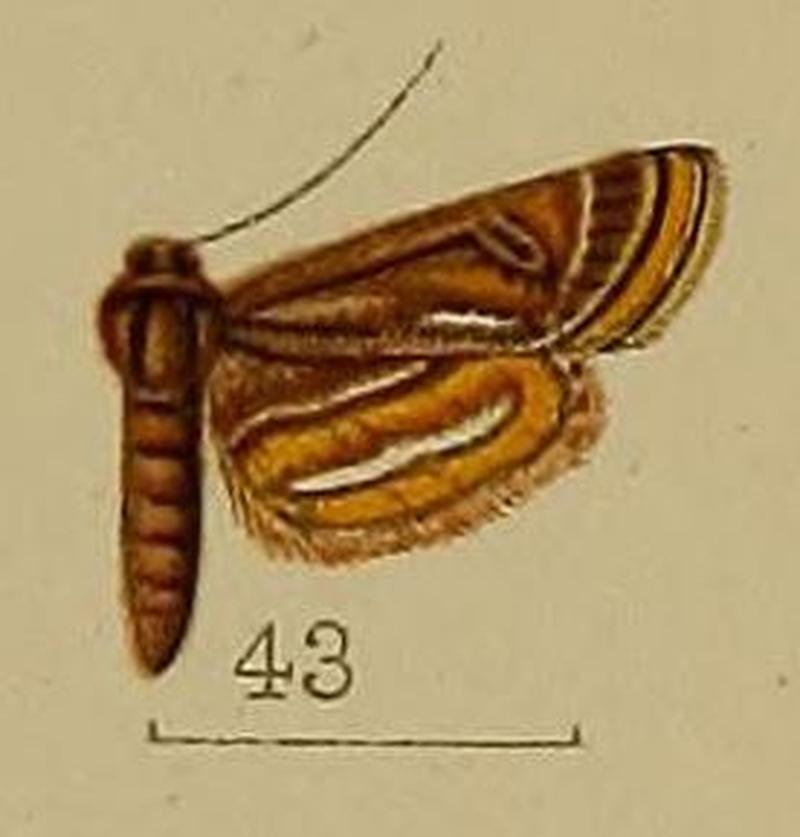 43-Oligostigma andreusialis Hampson, 1912