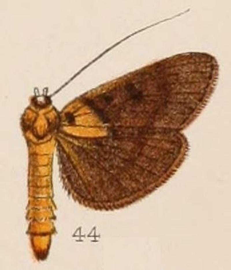 44-Filodes bilinealis Hampson, 1908
