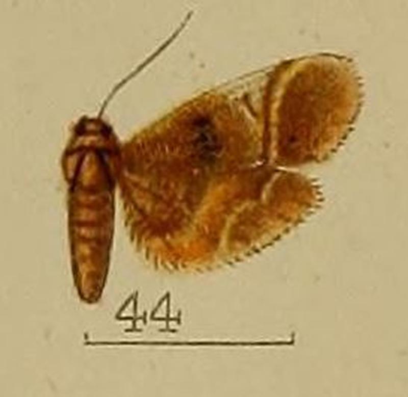 44-Massepha rufescens Hampson, 1912