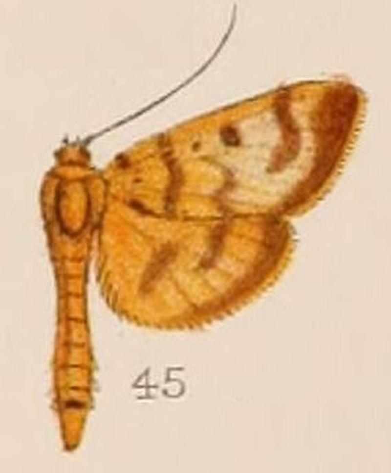 45-Phryganodes chrysalis= Phostria chrysalis (Hampson, 1908)