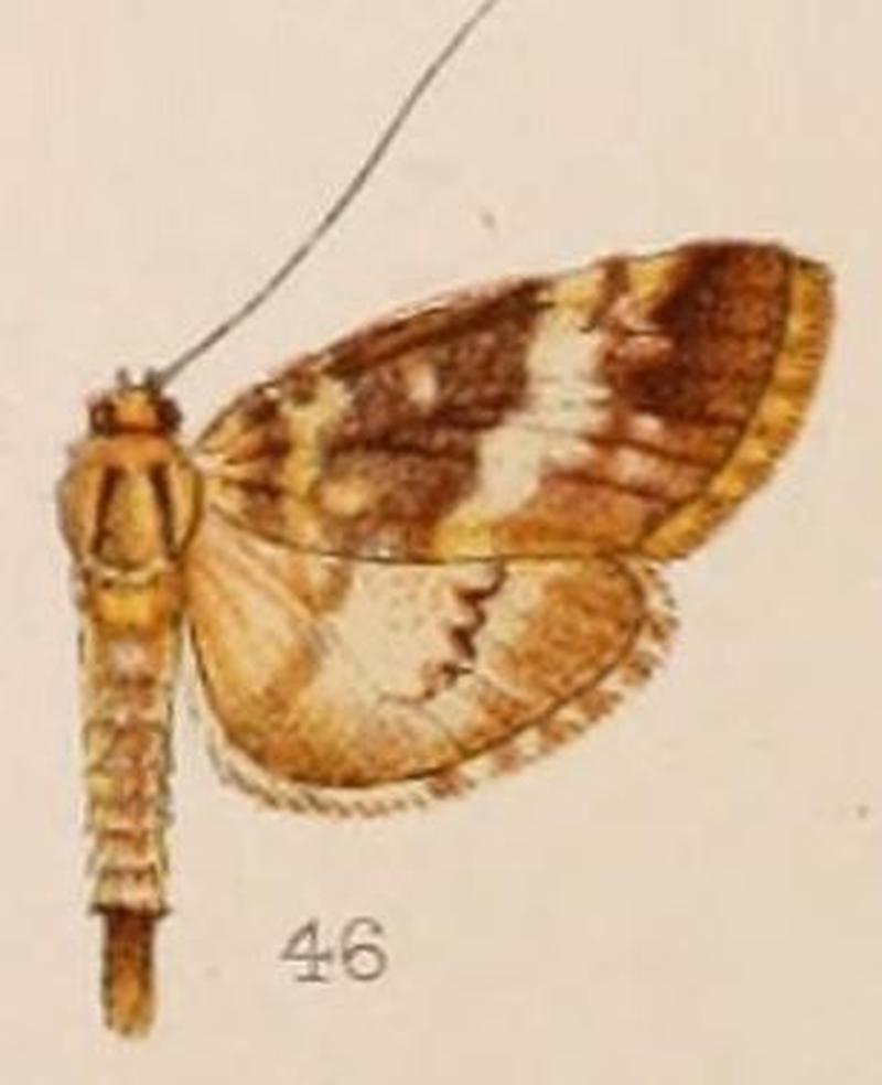 46-Lygropia shevaroyalis Hampson 1908