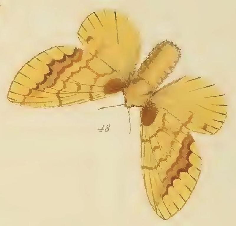 48-Lechriolepis ramdimby stumpffii (Saalmüller, 1880)
