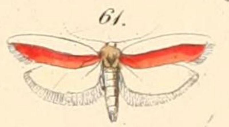 61-Hypercallia haematella (Felder, 1875)