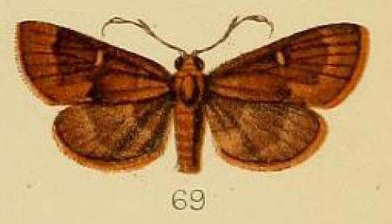 69-Piletocera inconspicualis