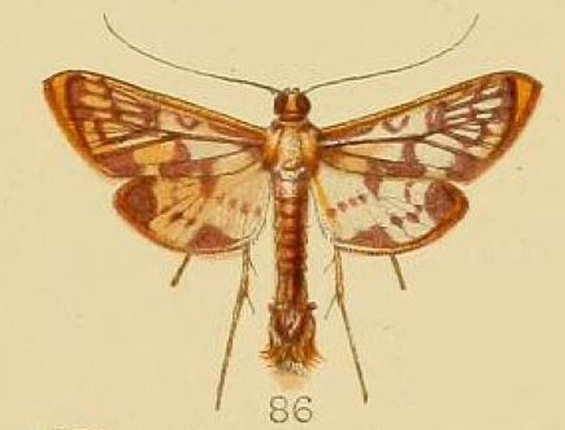 86-Rhimphalea linealis Kenrick, 1907