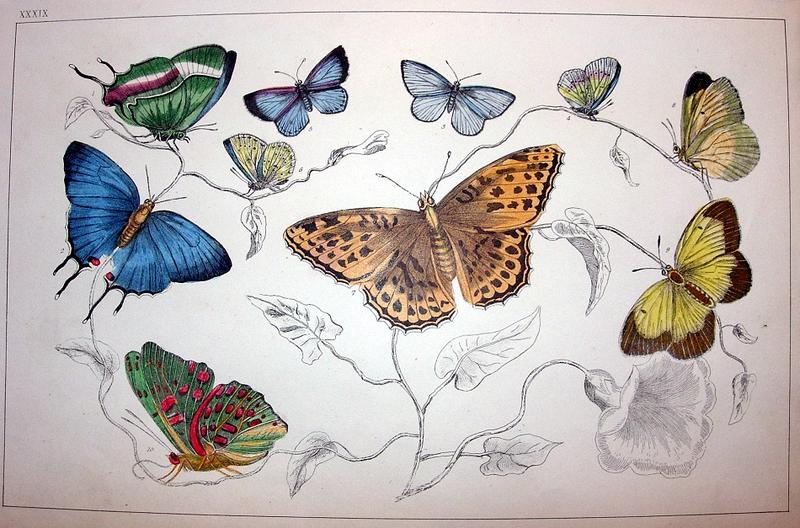 A History of Earth and Animated Nature XXXIX butterflies