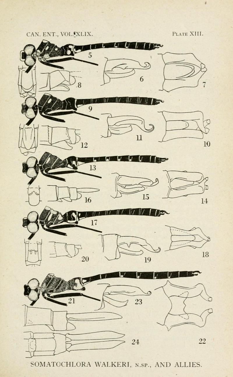 A New Species of Somatochlora (Odonata) with Notes on the the Cingulata Group - Clarence Thomas Kennedy 1917 - Plate 13