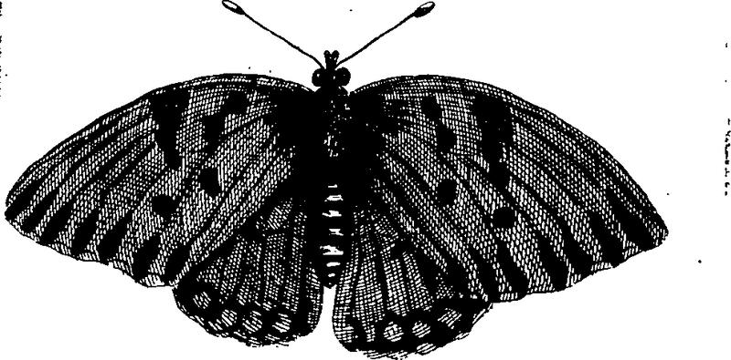 A description of a great variety of animals and vegetables; viz Fleuron T135787-37