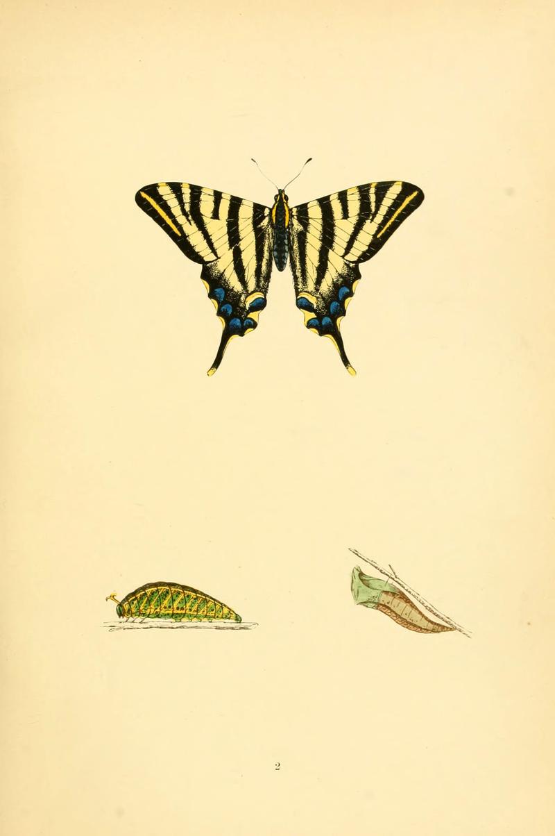 A history of British butterflies (6073058947)