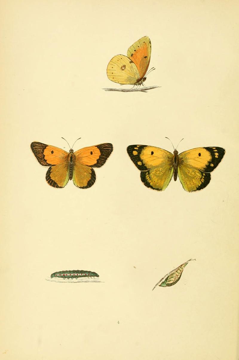 A history of British butterflies (6073059729)
