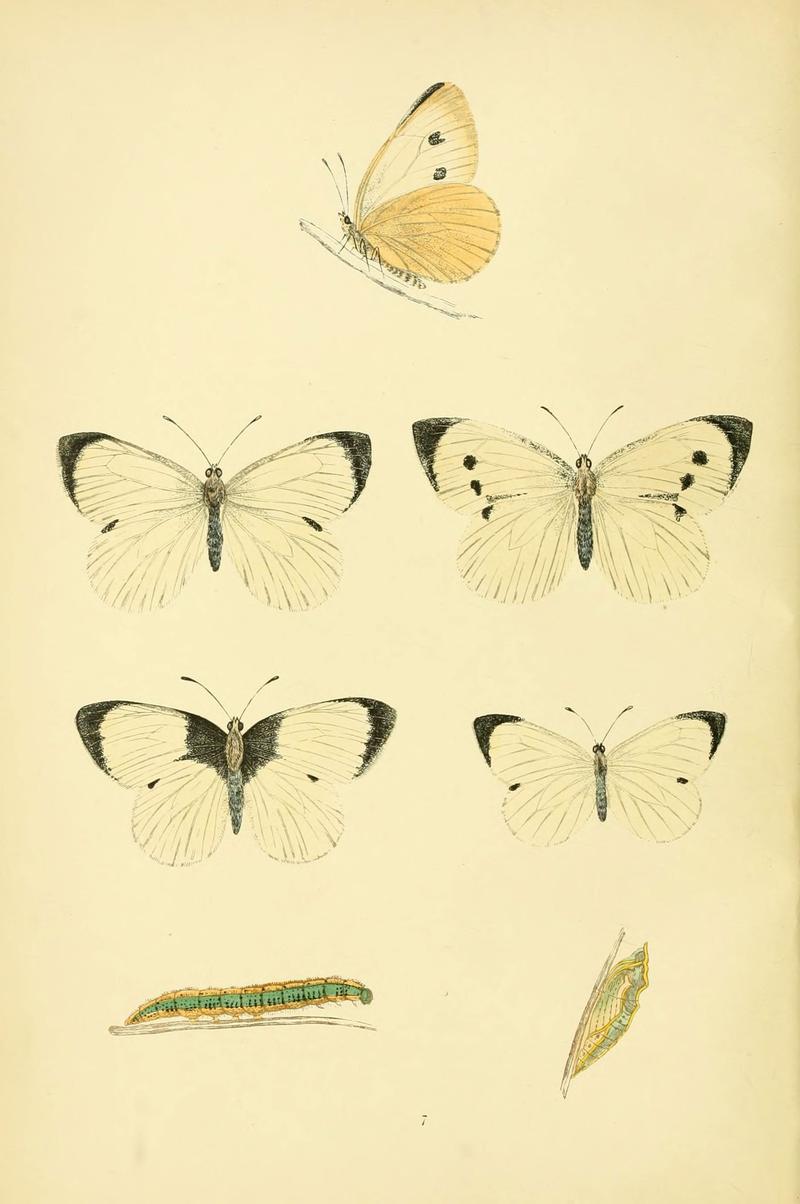 A history of British butterflies (6073060923)