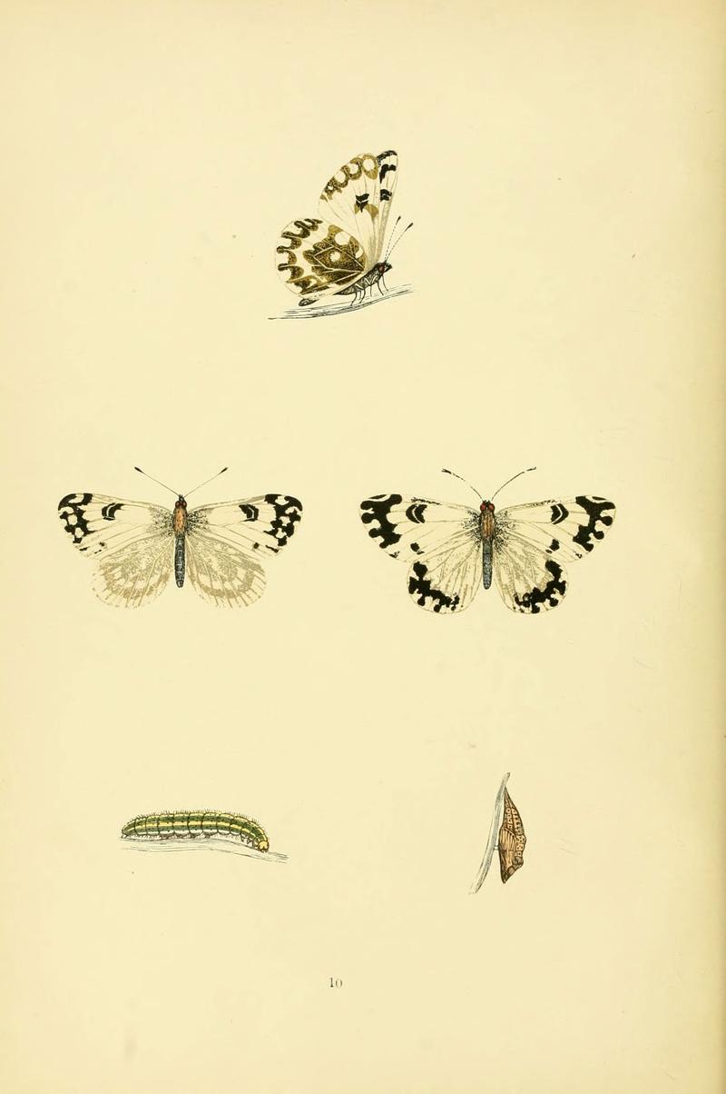 A history of British butterflies (6073062039)