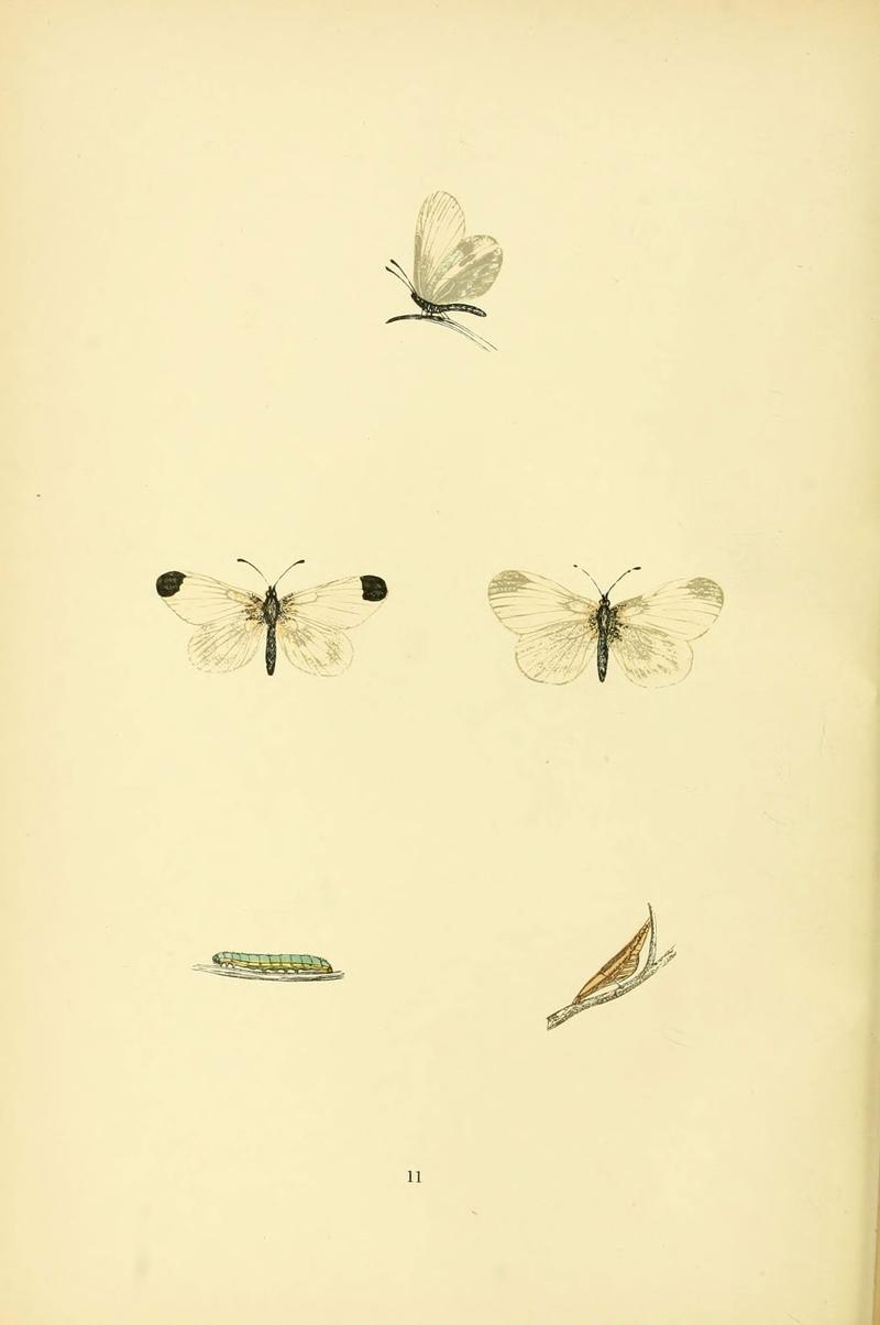 A history of British butterflies (6073062363)
