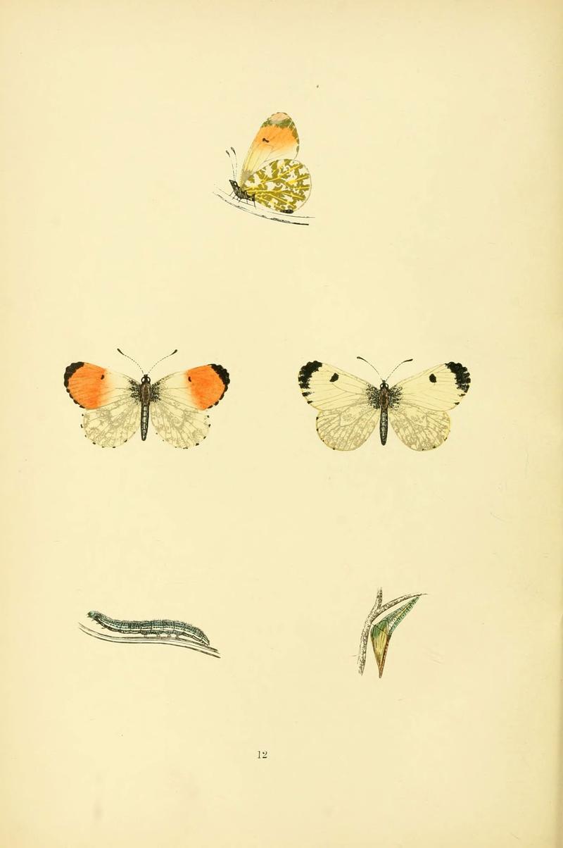 A history of British butterflies (6073062639)