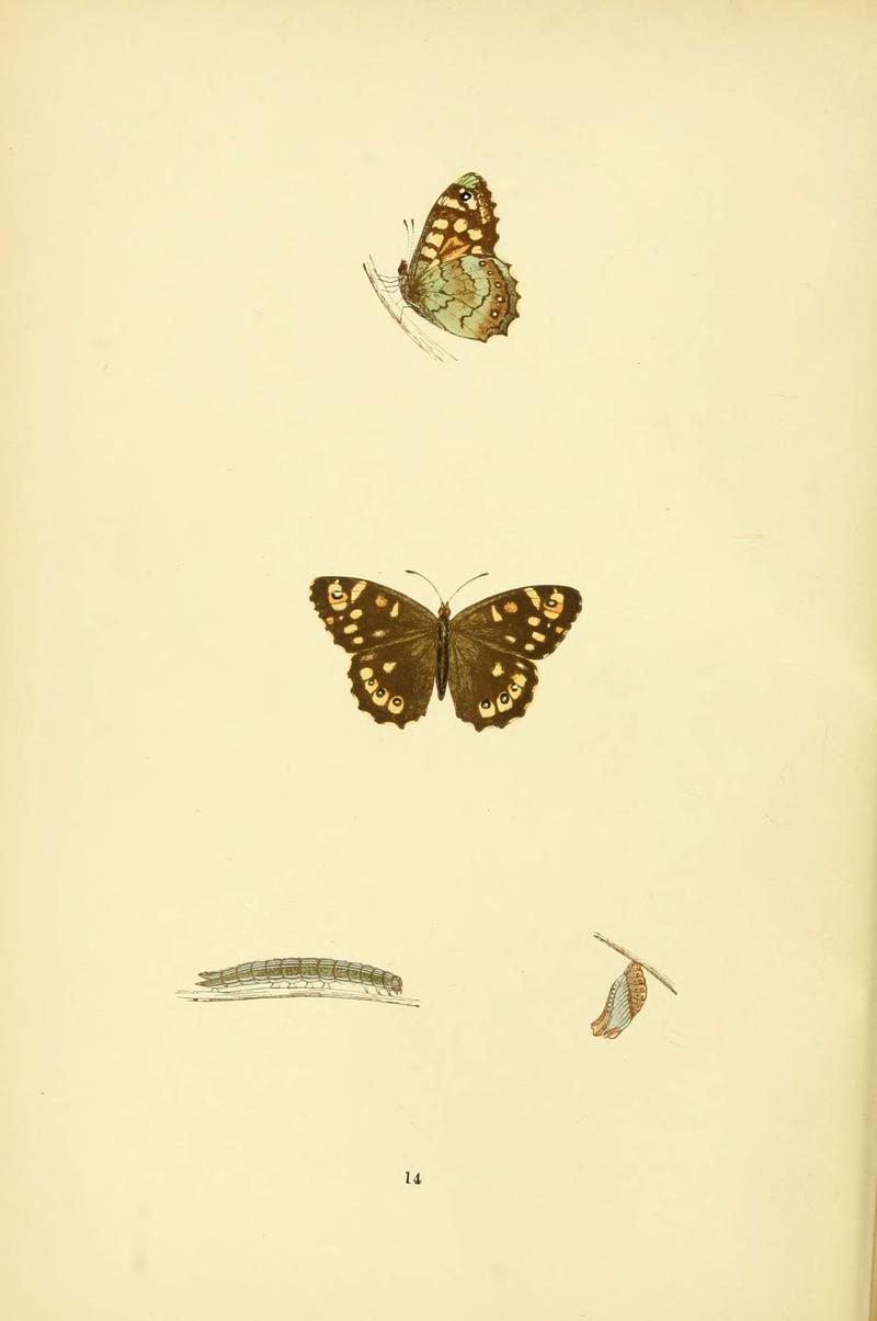 A history of British butterflies (6073063293)