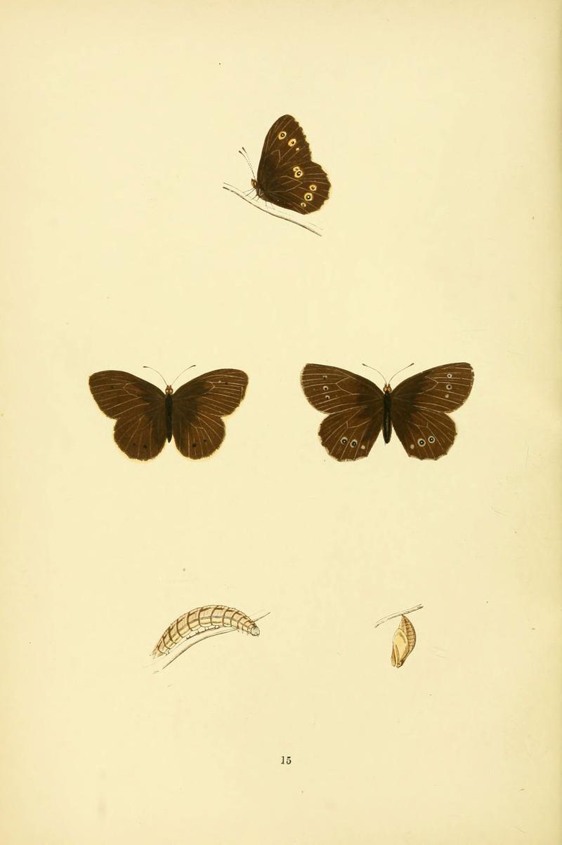A history of British butterflies (6073063539)