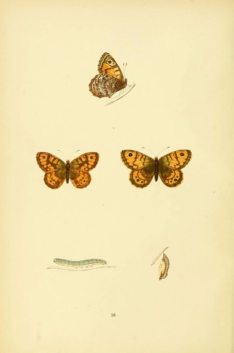 A history of British butterflies (6073063871)