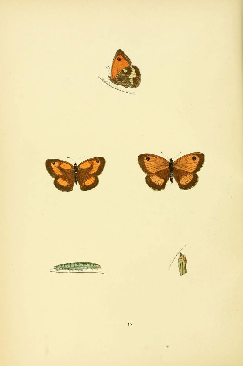 A history of British butterflies (6073064655)