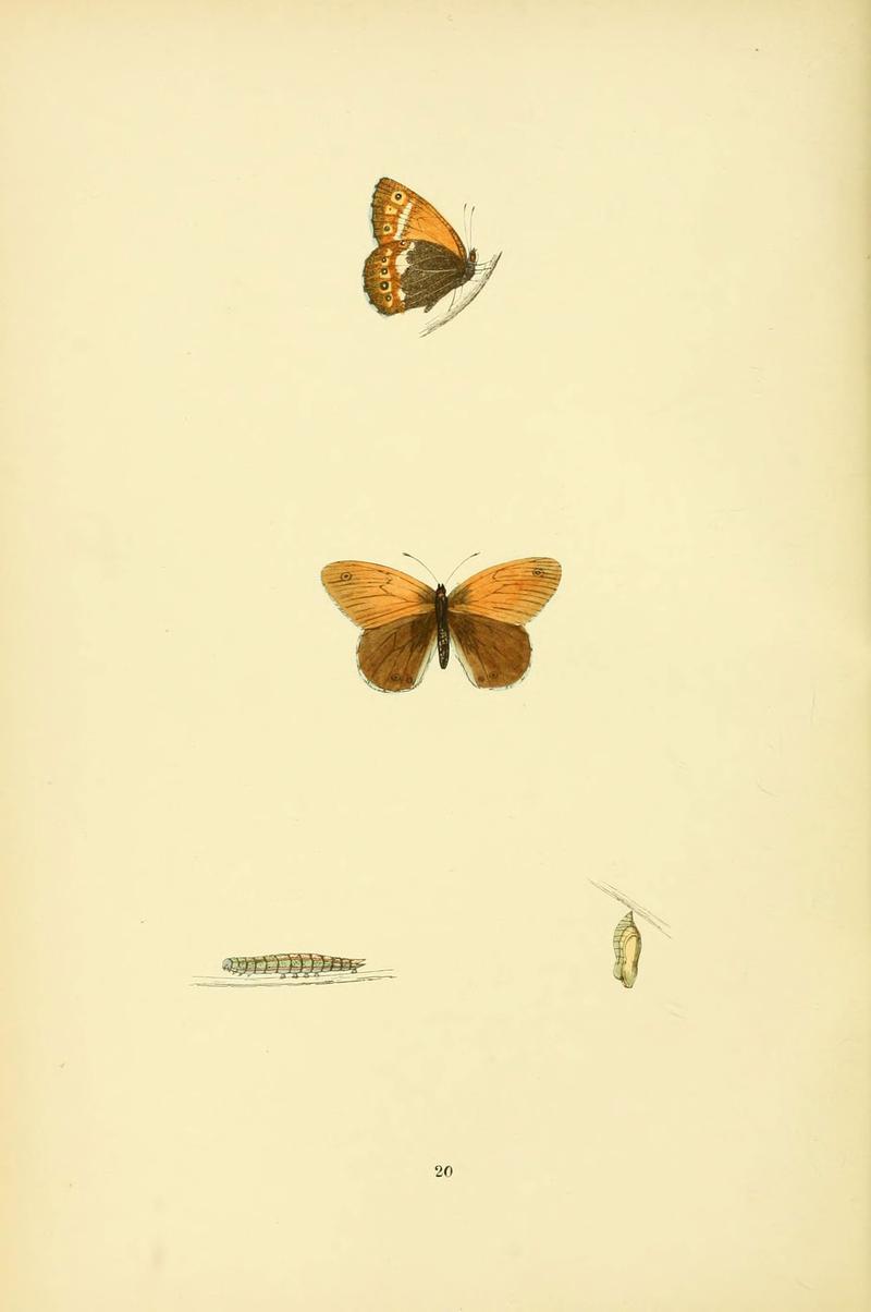 A history of British butterflies (6073065239)