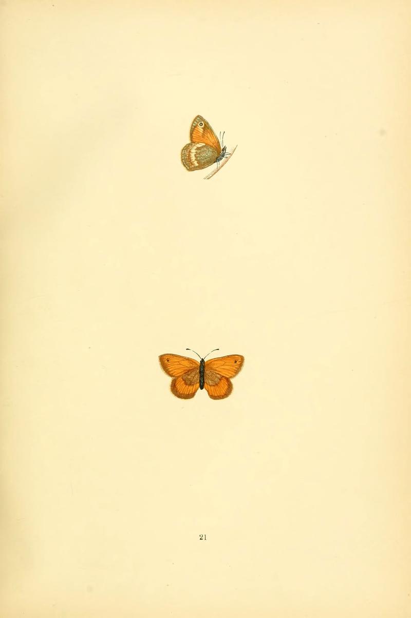 A history of British butterflies (6073065521)