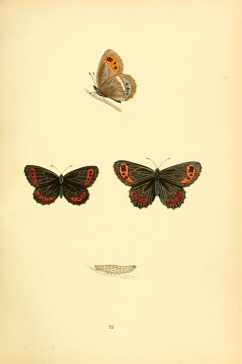 A history of British butterflies (6073065769)