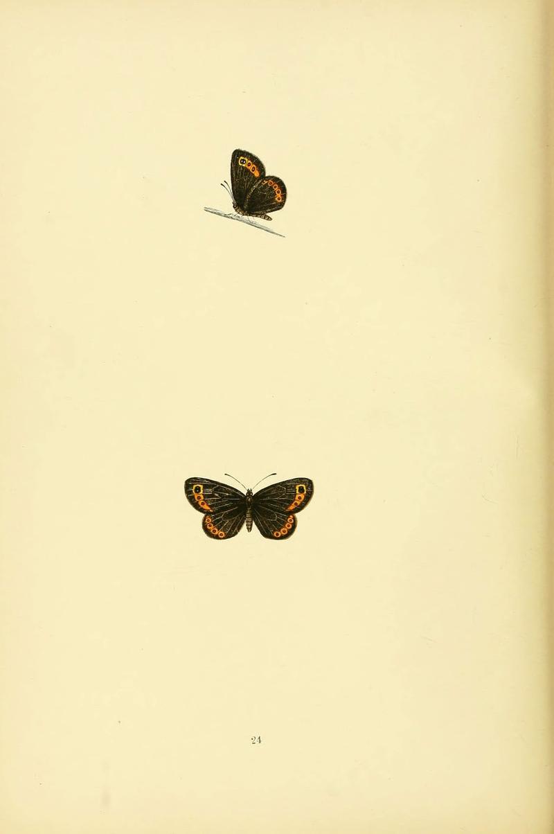 A history of British butterflies (6073066297)