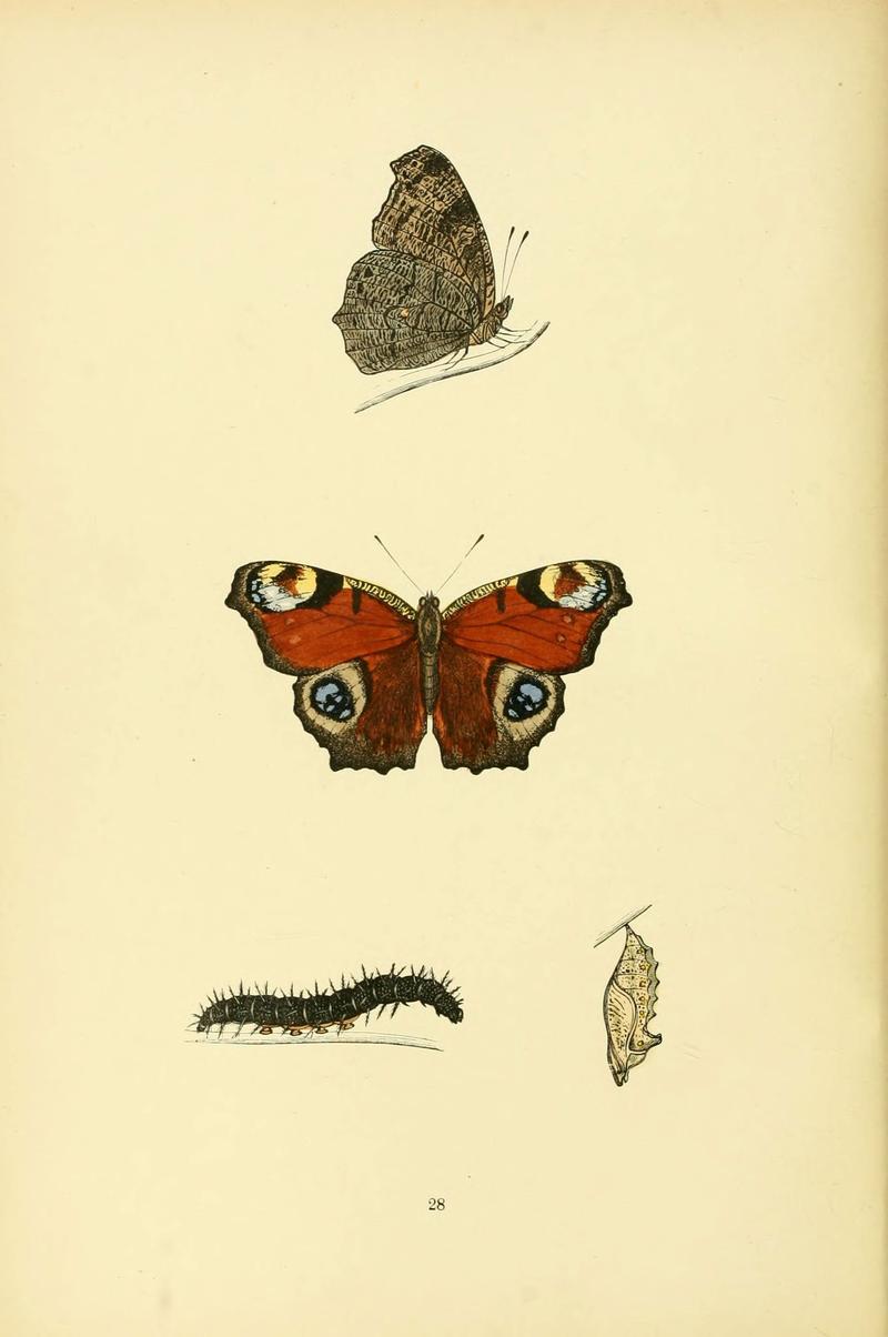 A history of British butterflies (6073067789)